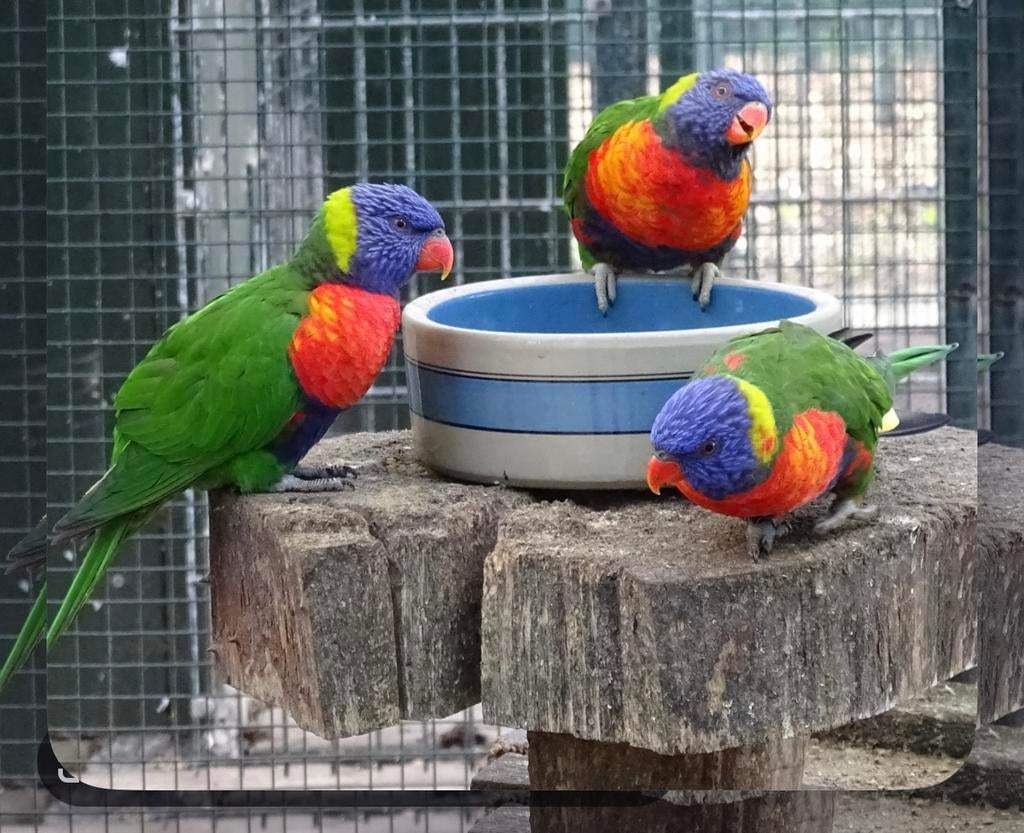 kweekpaar lorie van de blauwenbergen, Meerdere dieren, Papegaai