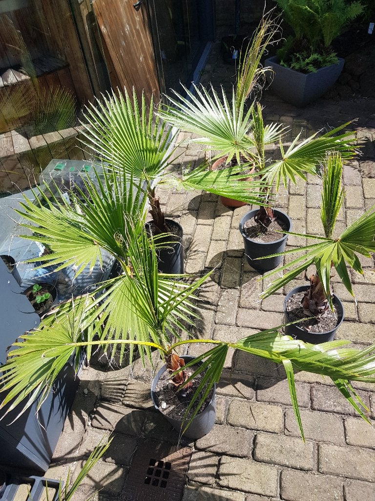 Wishingtonia Robusta, Tuin en Terras, Planten | Tuinplanten, Volle zon, Vaste plant, Bloeit niet, Ophalen
