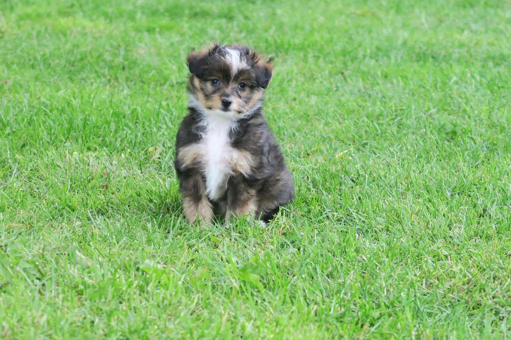 Leuke Maltezer x Sheltie pups, Dieren en Toebehoren, Honden | Chihuahua's en Gezelschapshonden, Parvo, Maltezer, Nederland, 8 tot 15 weken