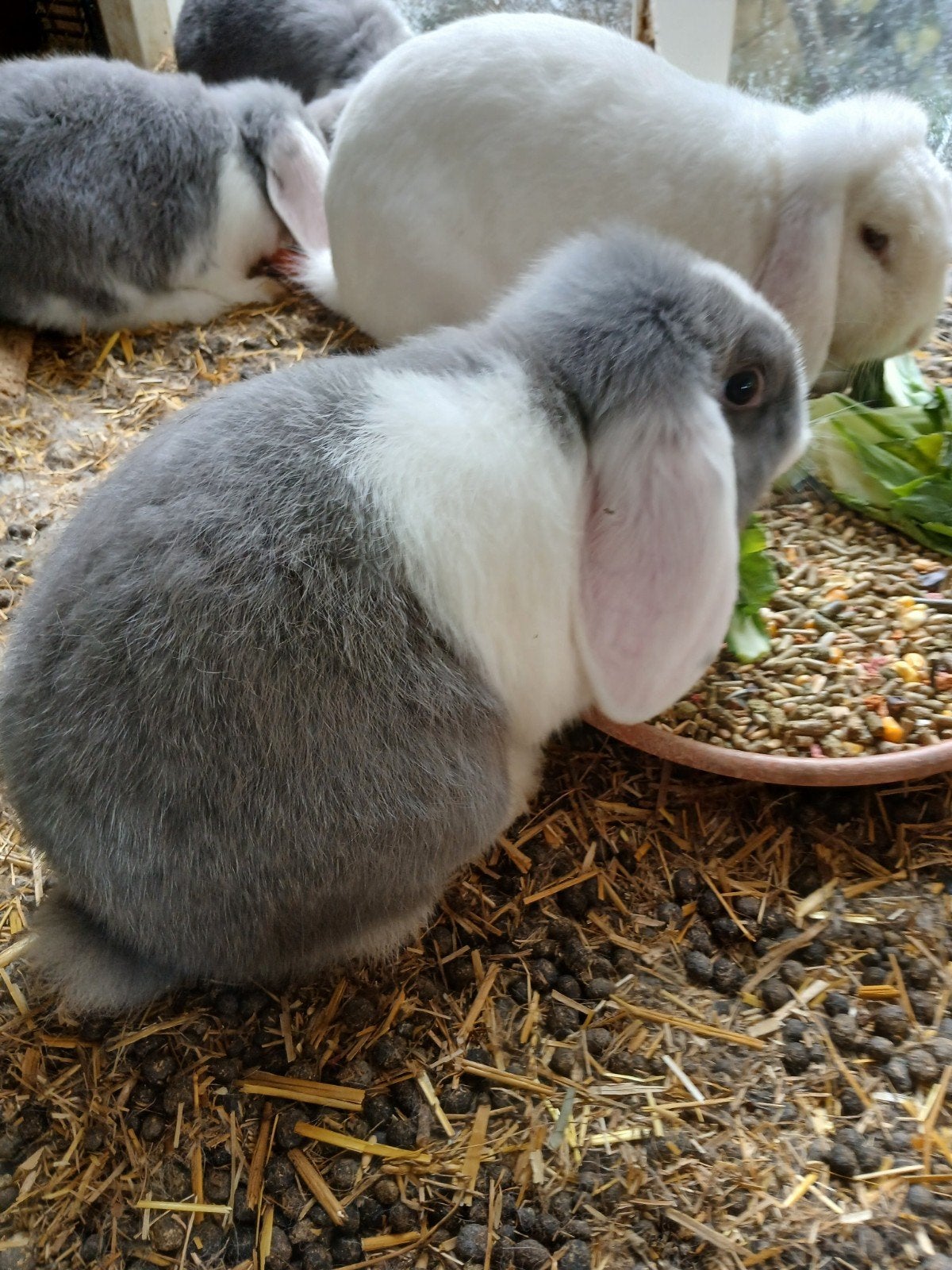 3 Jonge Franse hangoren,  blauwbont, Dieren en Toebehoren, Konijnen, Mannelijk, Groot