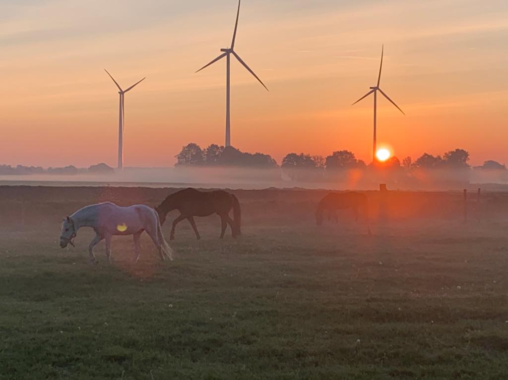 Vakantie opvang voor uw paard, Dieren en Toebehoren, Stalling