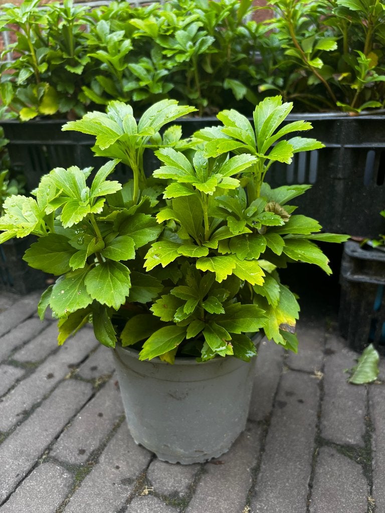 Dikkemanskruid (Pachysandra terminalis 'Green Sheen, Tuin en Terras, Ophalen of Verzenden, Overige soorten, Volle zon