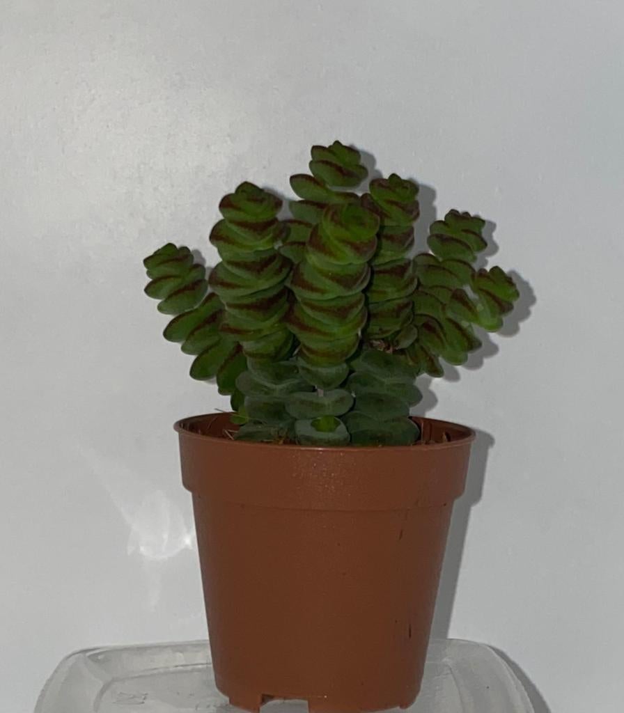 Crassula marnieriana 'Hottentot', Ophalen of Verzenden, Overige soorten, Volle zon