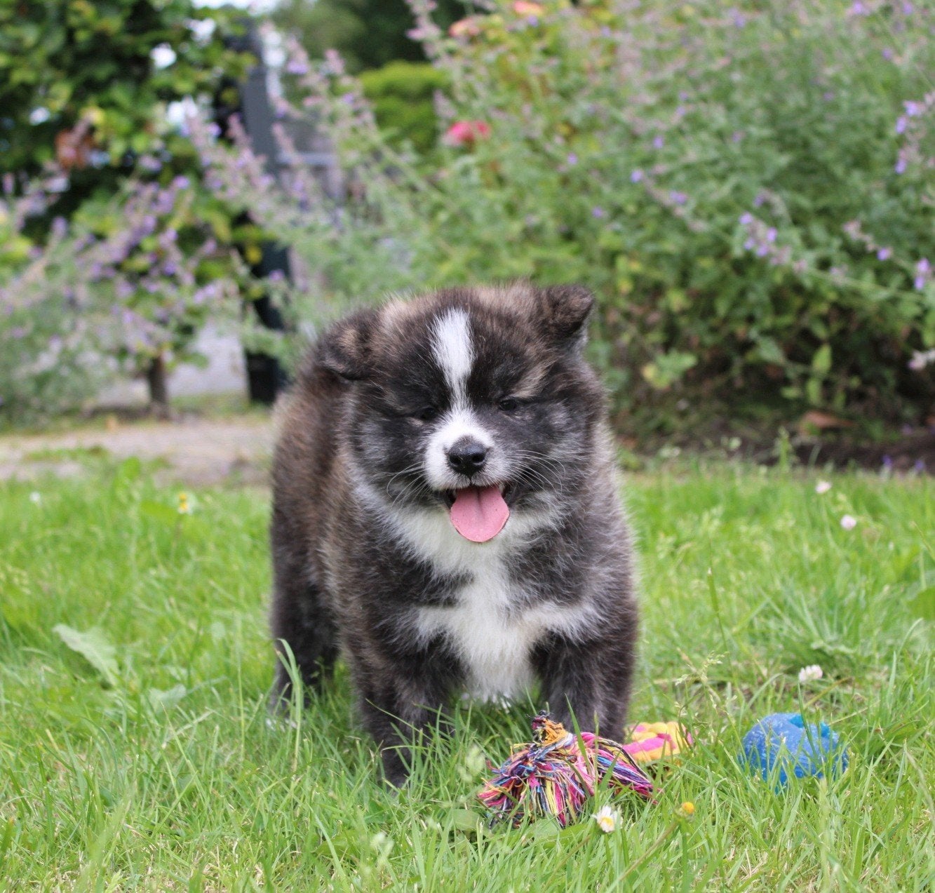 mooie japanse akita inu pups, Parvo, Overige rassen, 8 tot 15 weken, Meerdere