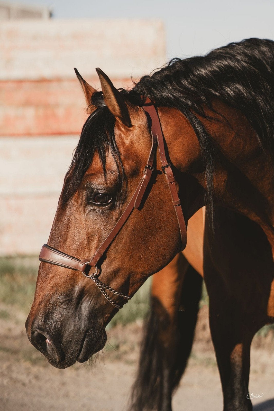 PRE andalusier paarden te koop of lease, Merrie