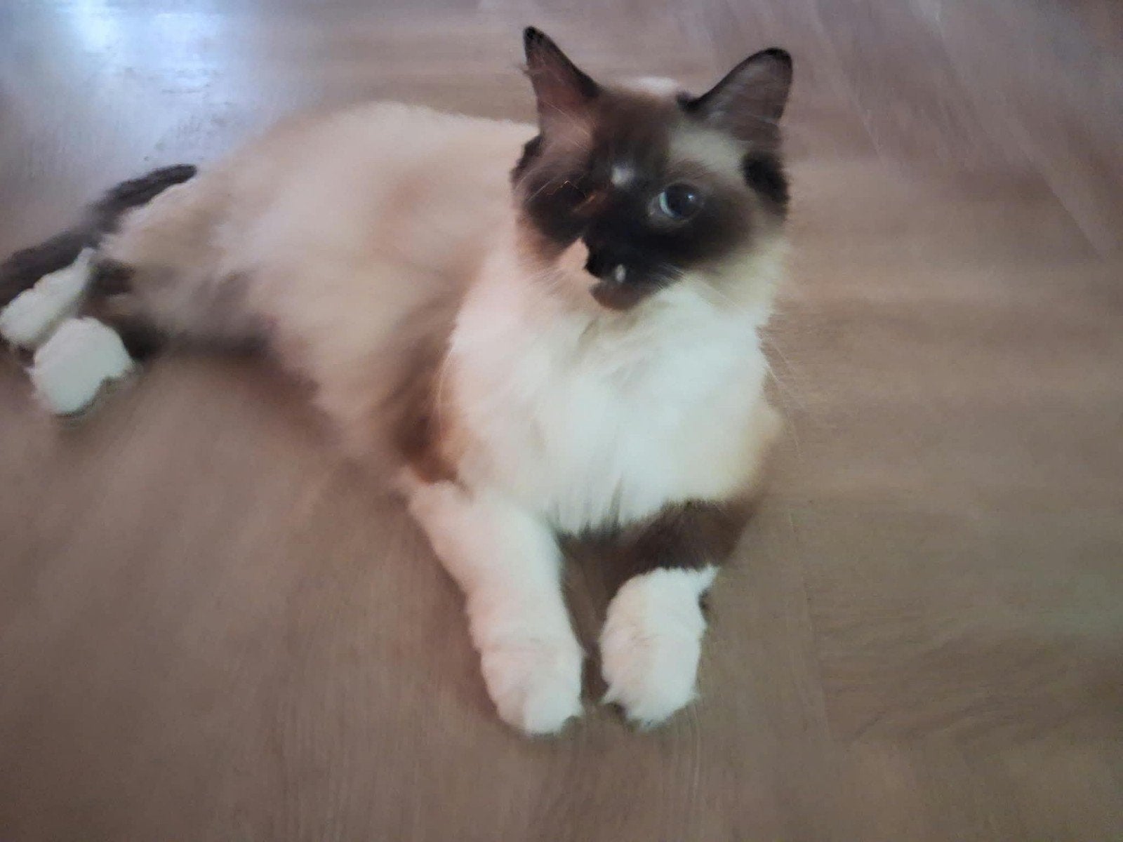 Ragdoll, Meerdere dieren, Ontwormd, 3 tot 5 jaar