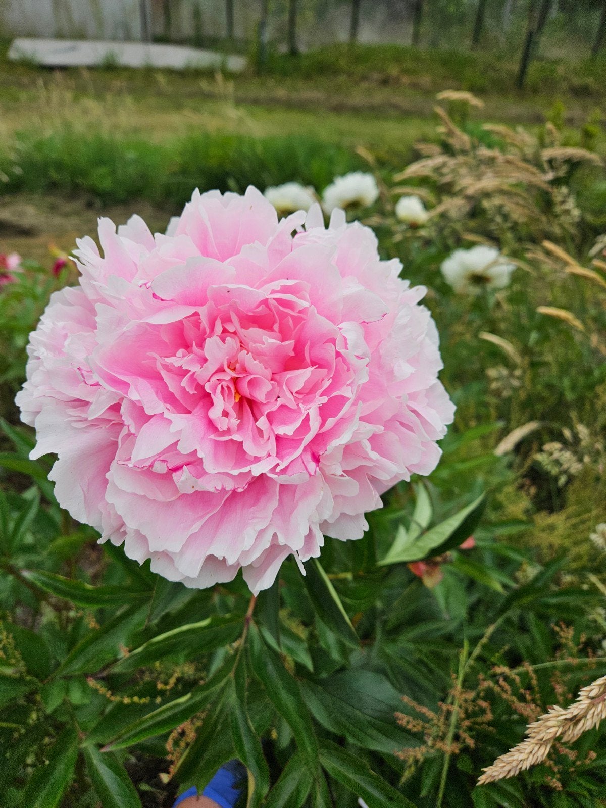 Onbespoten Bio Pioenrozen planten, Tuin en Terras, Ophalen, Overige soorten, Volle zon