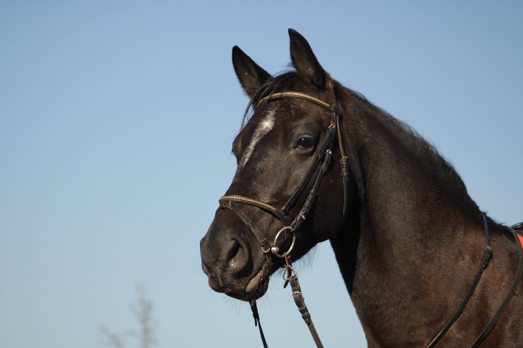 Bijrijder e-pony gezocht, Dieren en Toebehoren, Ophalen, Recreatie