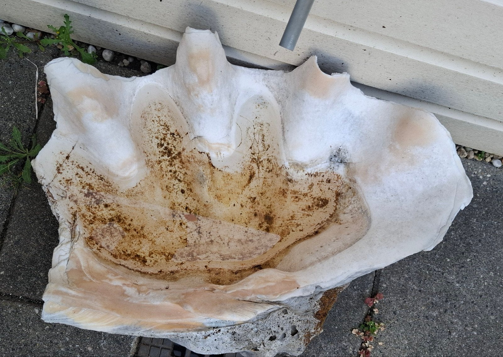 grote schelp als vogelbad of bloembak, Ophalen, Schelp(en)