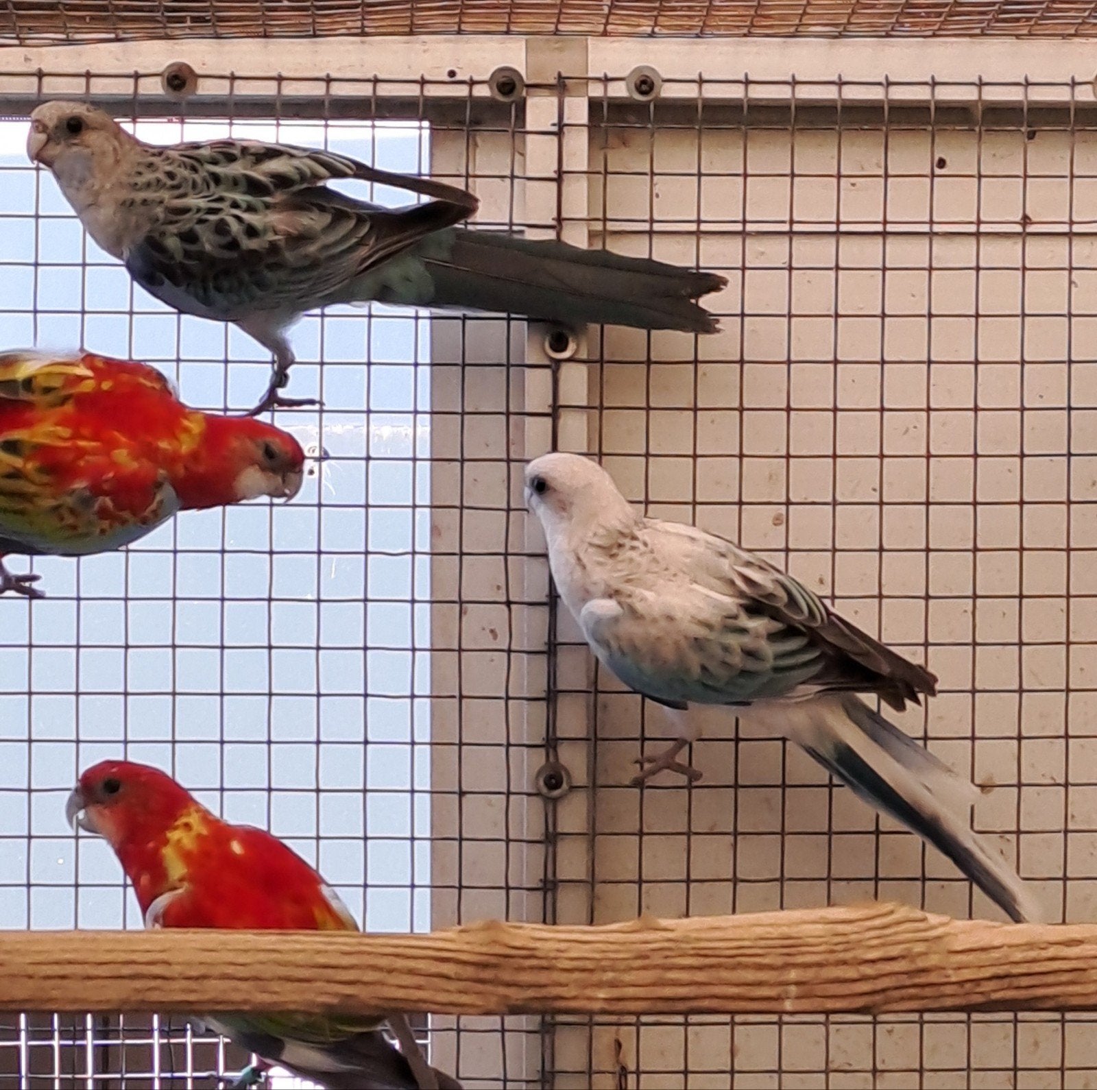 Rosella Blauw, Vrouwelijk, Parkiet