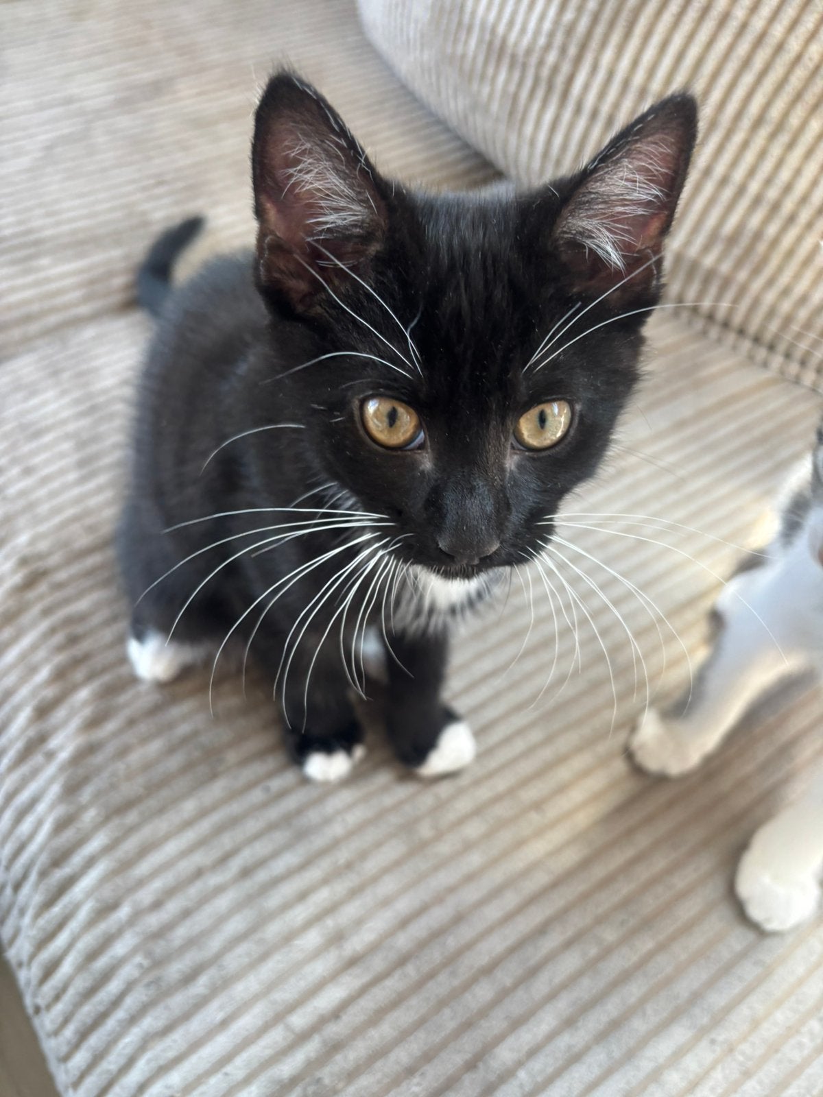 Kittens, Meerdere dieren, Kortharig, 0 tot 2 jaar