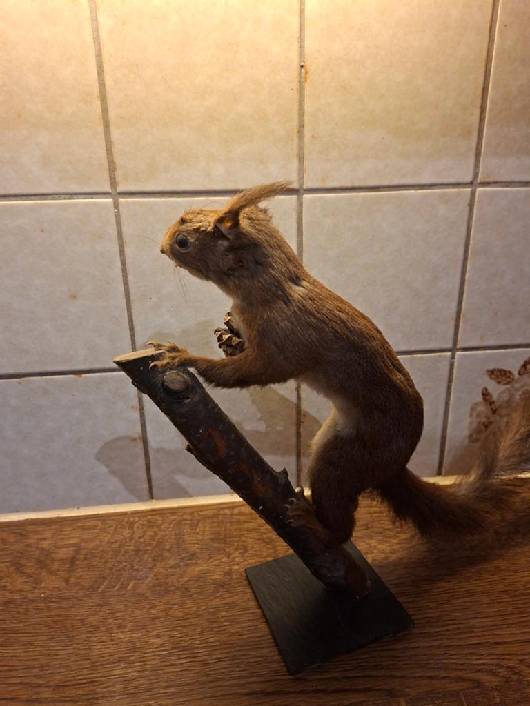 eekhoorn, Ophalen of Verzenden, Gebruikt, Wild dier, Opgezet dier