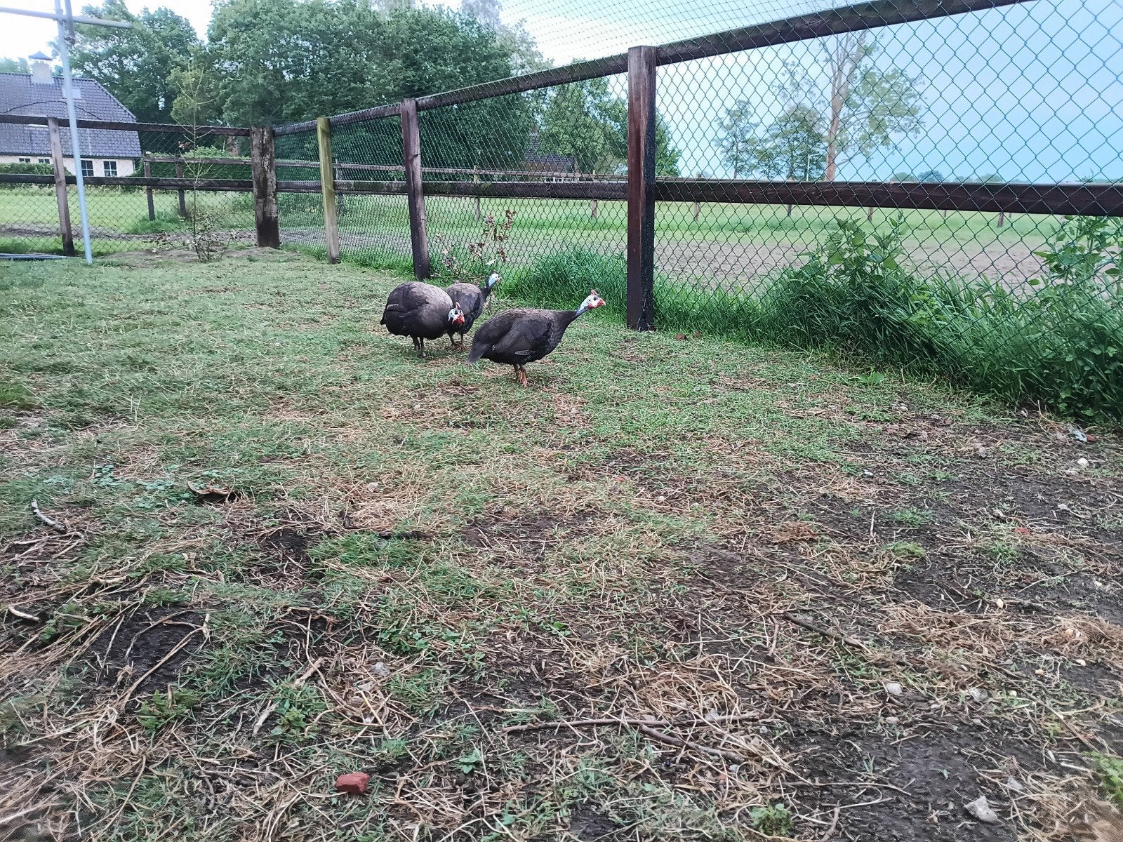 Parelhoender  broedeieren royal purple, Dieren en Toebehoren, Geslacht onbekend, Kip