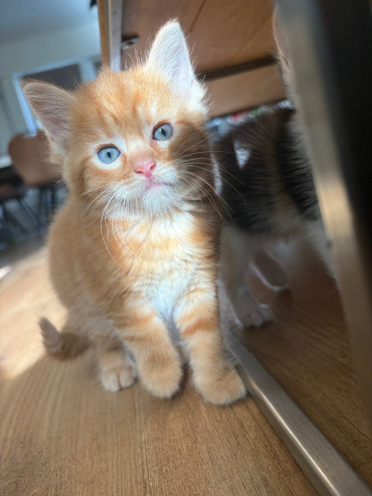 Kruising maine coon kittens, Meerdere dieren