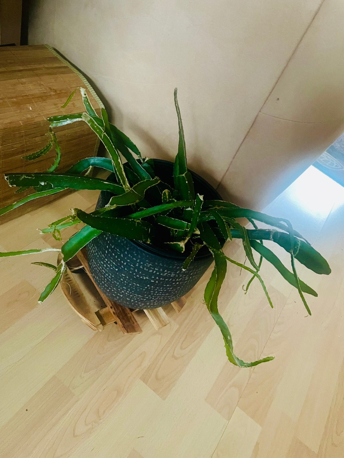 Zelfgekweekte Dragon Fruit plant / losse stekken te koop, Ophalen of Verzenden, Halfschaduw, Minder dan 100 cm