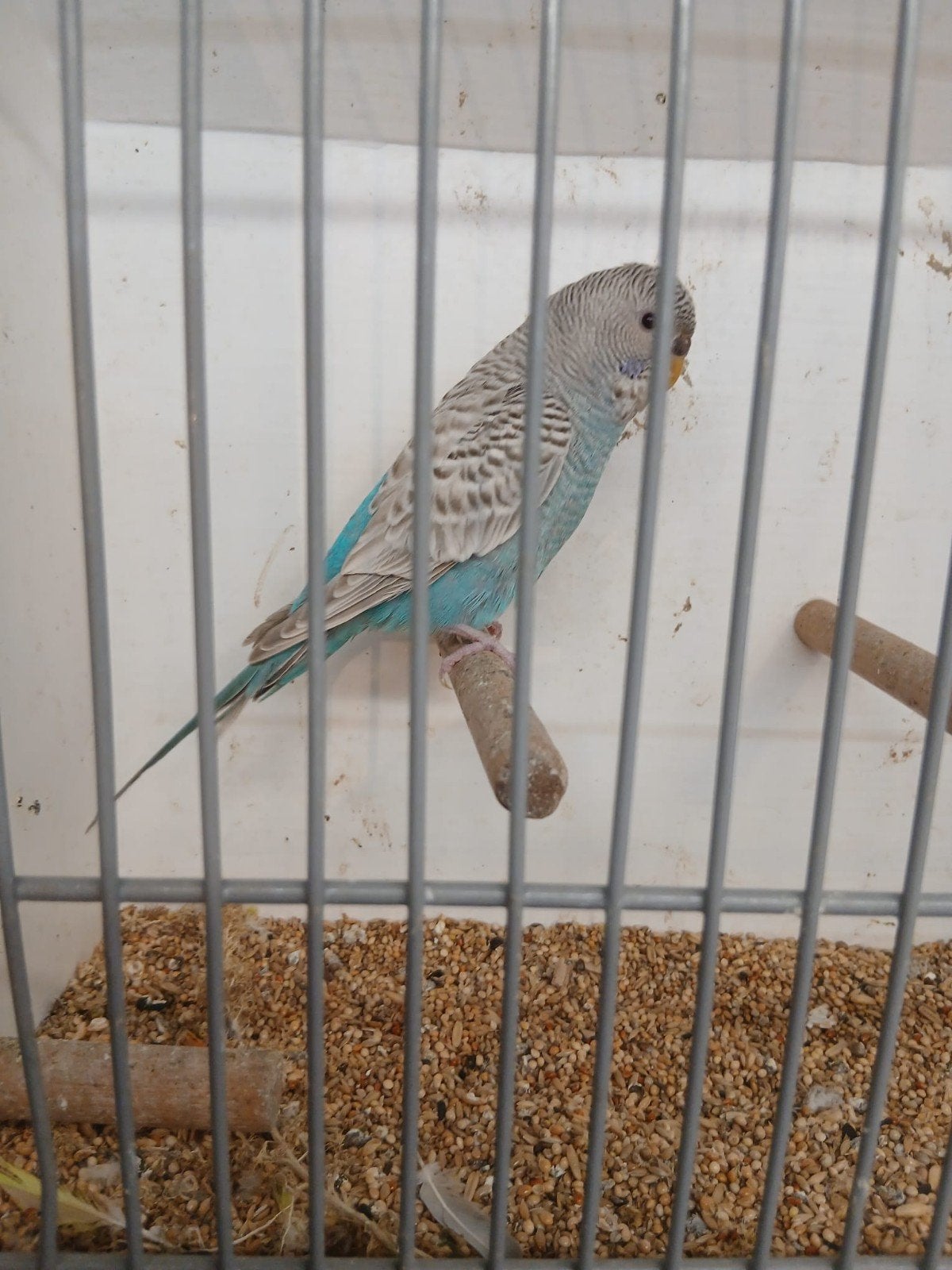 Dun fallow blackface split blackwing pop 25, Dieren en Toebehoren, Vrouwelijk, Parkiet, Geringd
