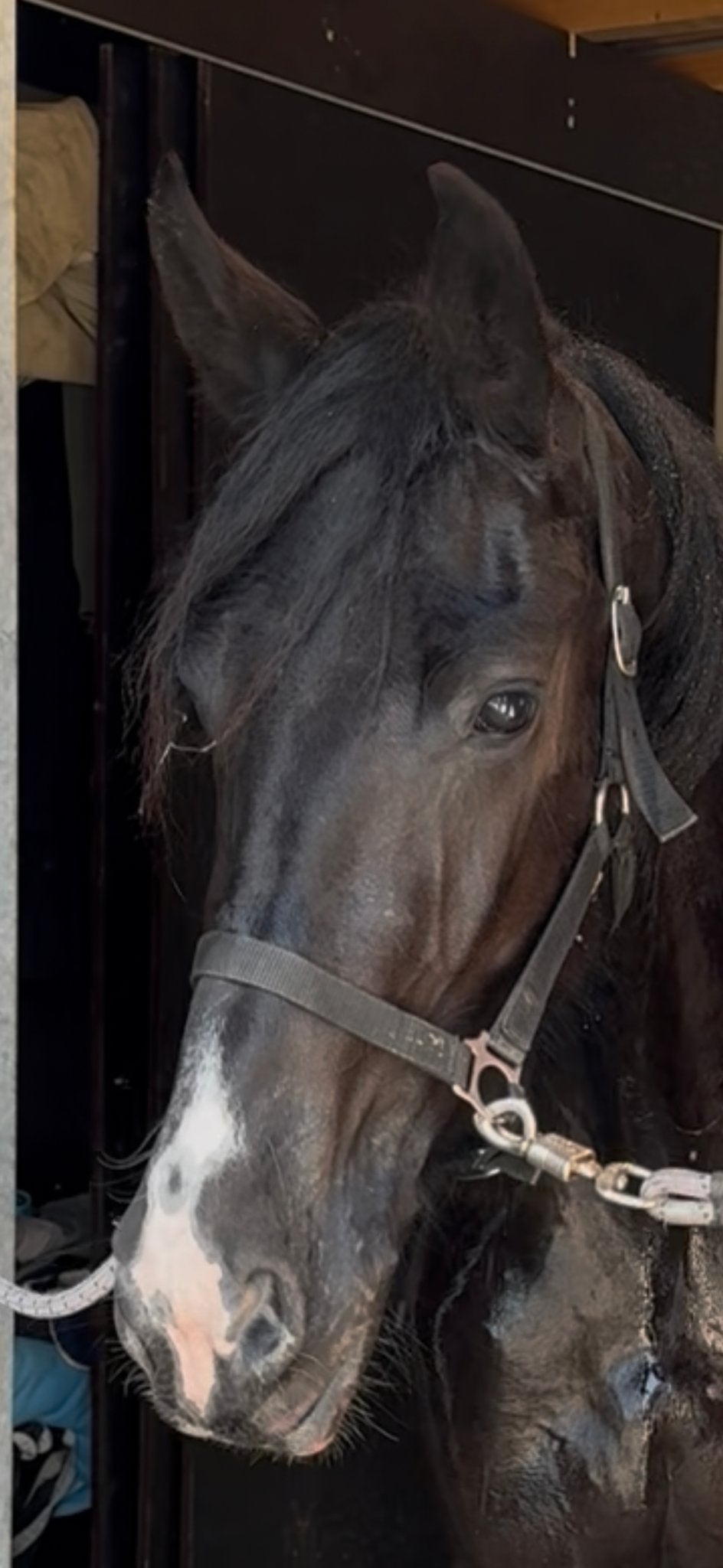 Barock Pinto merrie 3 jaar betuigd, Merrie