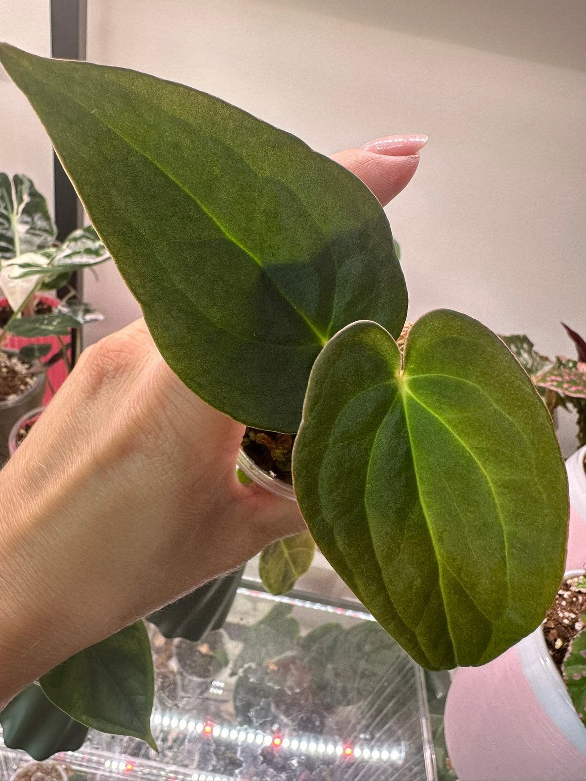Anthurium Yellow Spider, Ophalen of Verzenden, Halfschaduw, Minder dan 100 cm