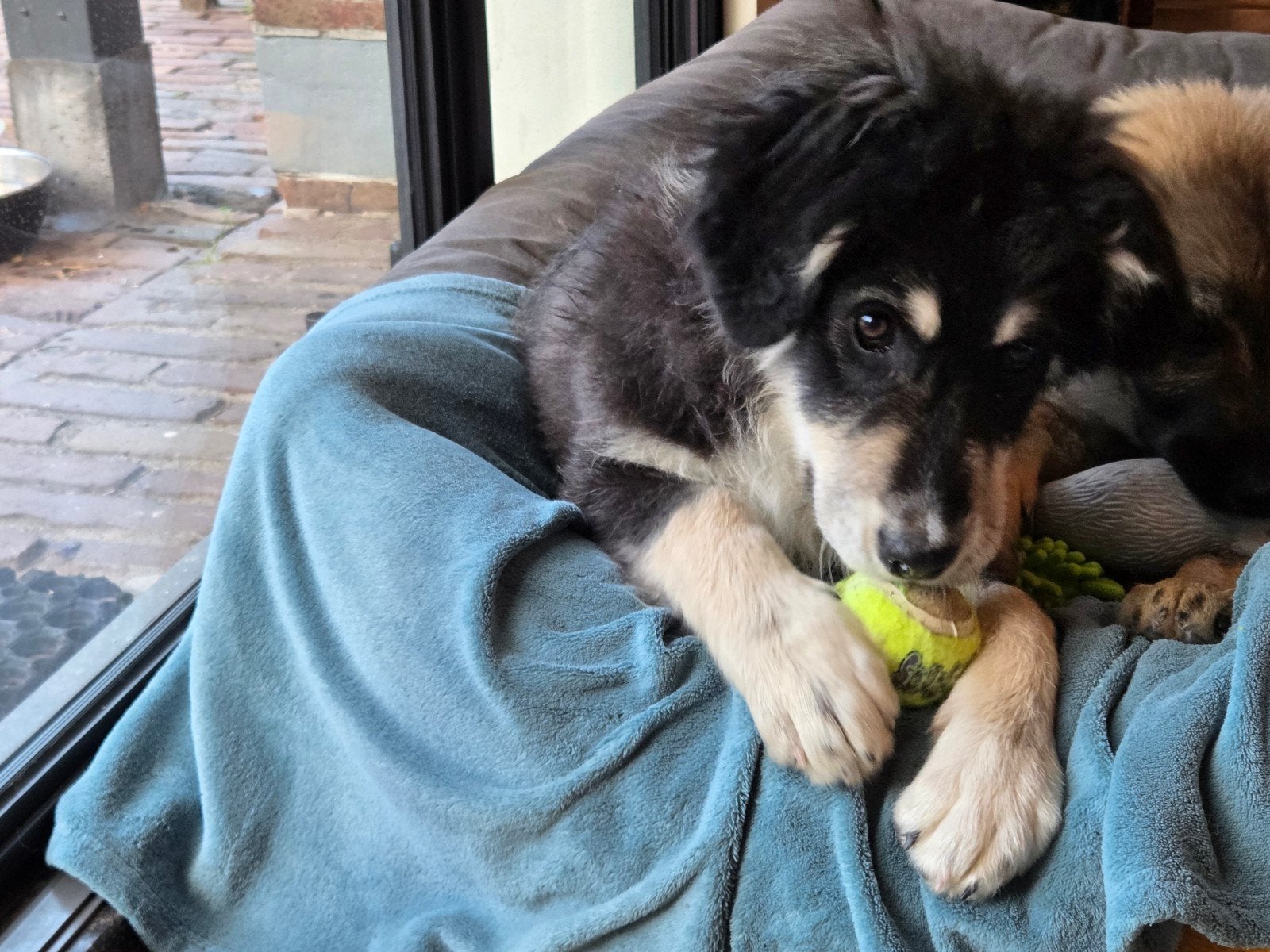 Teddy 5 mnd lieve trouwe pup leert snel stichting sphoek, Dieren en Toebehoren, Honden | Niet-rashonden, Parvo, Particulier, 15 weken tot 1 jaar