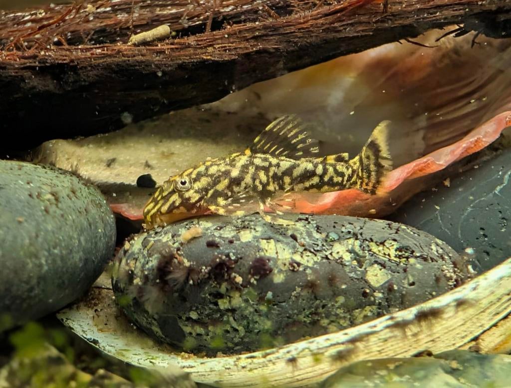 Ancistrus borstelneus meerval algeneters, Dieren en Toebehoren, Vis, Zoetwatervis