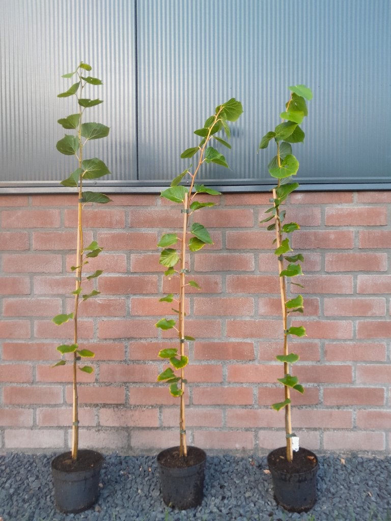 Lindeboom (Tilia cordata "Winter Orange"), Tuin en Terras, Overige soorten, 100 tot 250 cm, Zomer, Ophalen