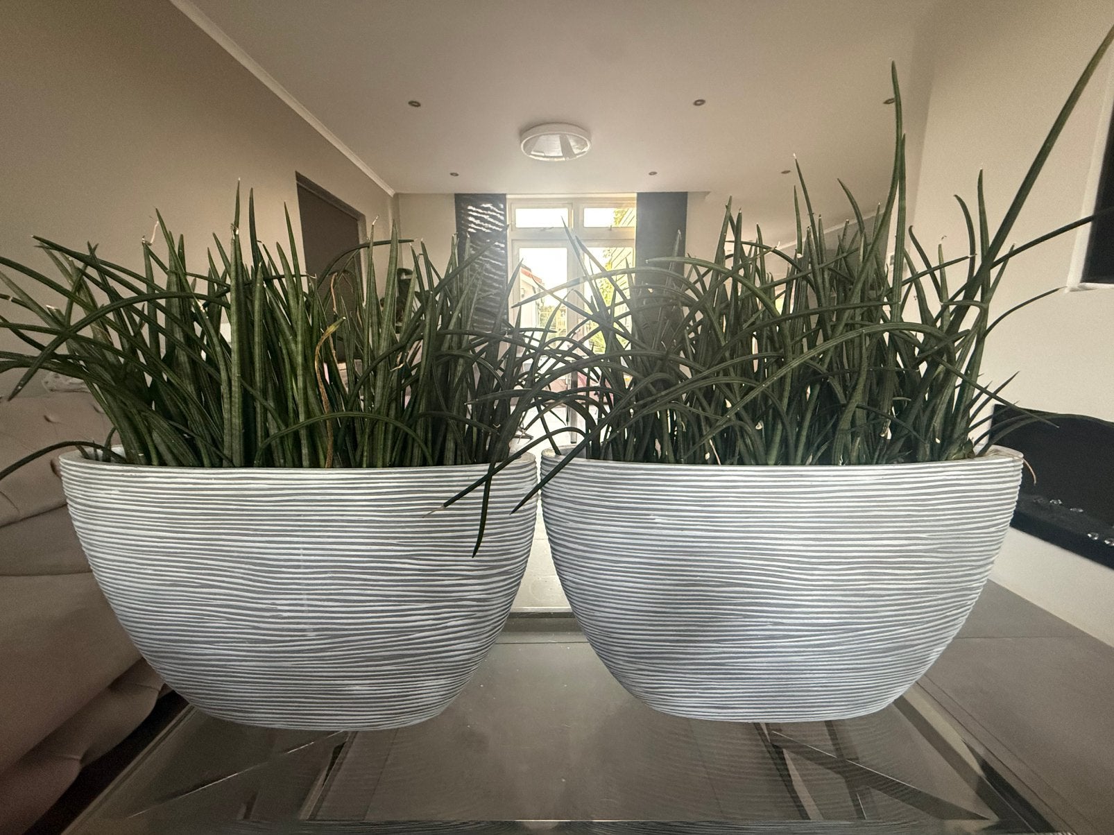2 grote zware plantenbakken met Sansevieria – ca. 60 cm, Tuin en Terras, Ophalen, Minder dan 60 cm, Nieuw, Binnen