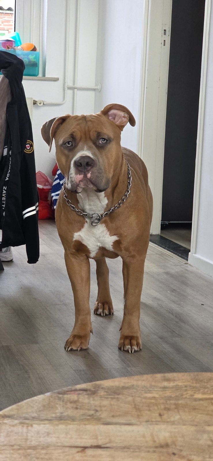 ABKC AMERICAN BULLY XL DEKREU, Reu, CDV (hondenziekte), 1 tot 2 jaar, Eén hond
