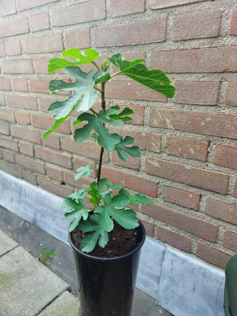 Vijgenboom " Col de Dame Blanch vijg, Ficus carica, Ophalen of Verzenden, Minder dan 100 cm, Vijgenboom
