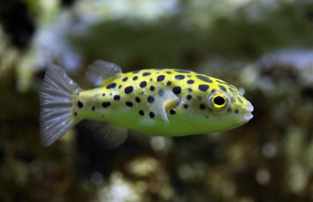Green Spotted Puffer (Brakwater Kogelvis) 7 cm, Vis, Zoetwatervis