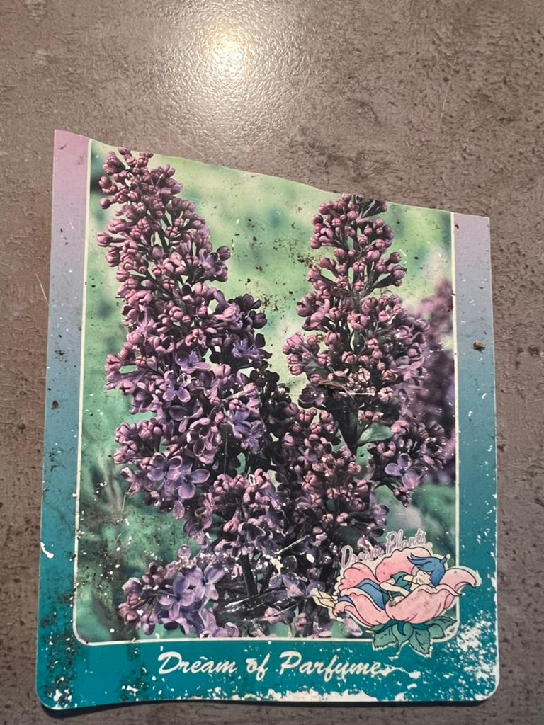 Sering te koop, Ophalen, Halfschaduw, Overige soorten, Lente
