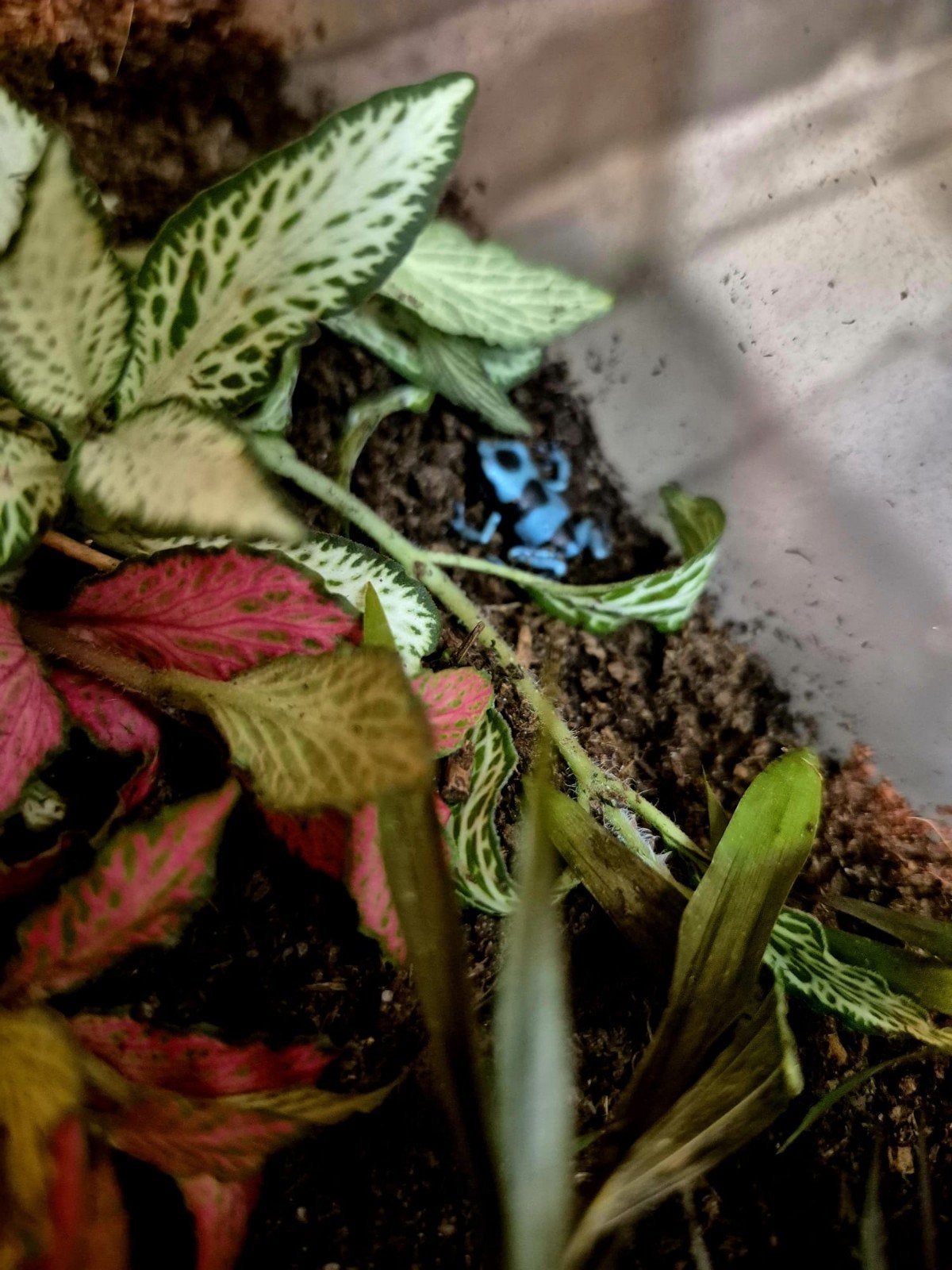 dendrobates Frog photo 2