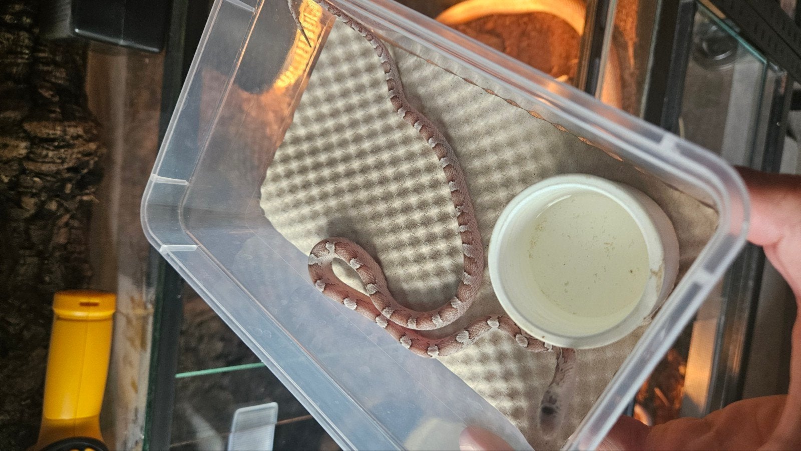0.1 pantherophis guttatus ghost pied sided Corn Snake photo 2