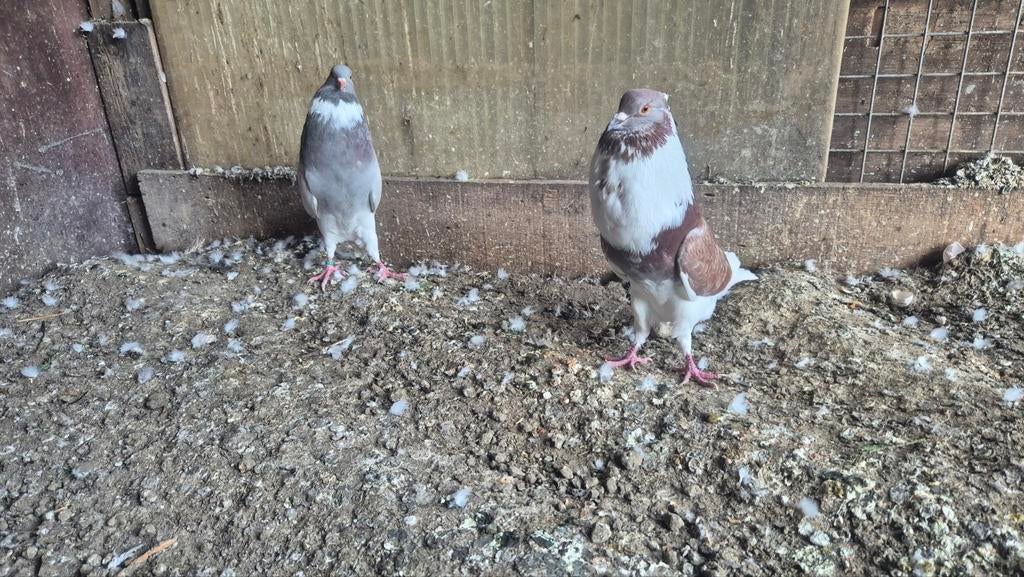 Te koop akeband koppel duiven, Meerdere dieren, Overige soorten