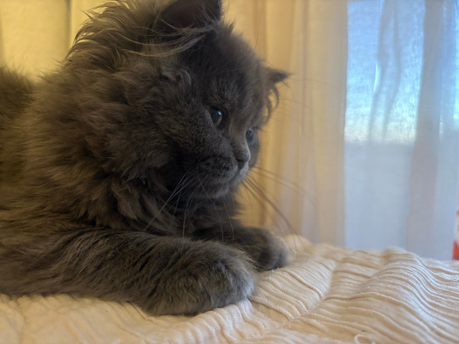 Brits lang haar, Poes
