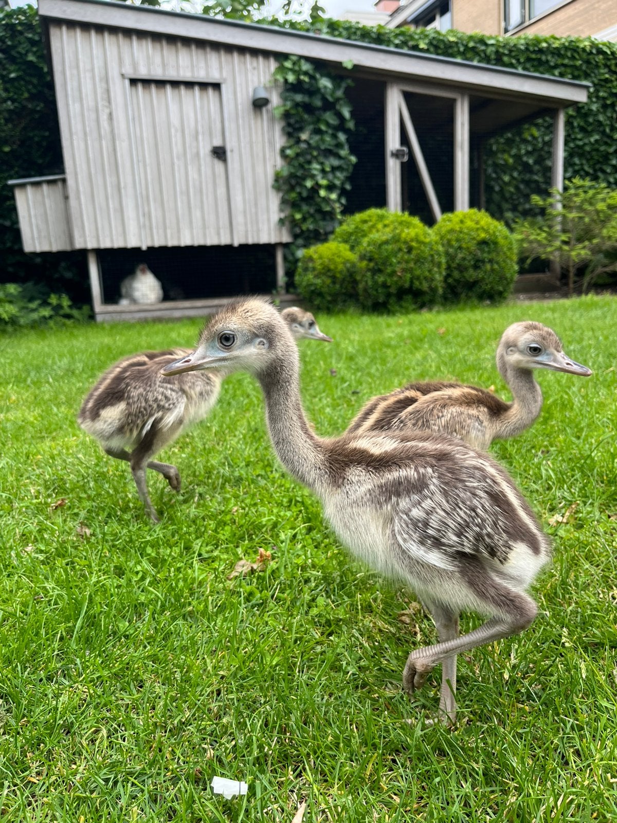 3 Nandoe kuikens, grijs, Geslacht onbekend, Overige soorten