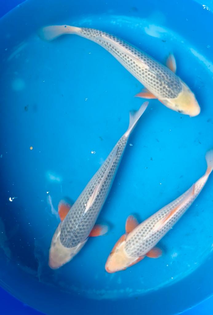 HQ Jumbo Tosai Asagi, Dieren en Toebehoren, Vissen | Vijvervissen