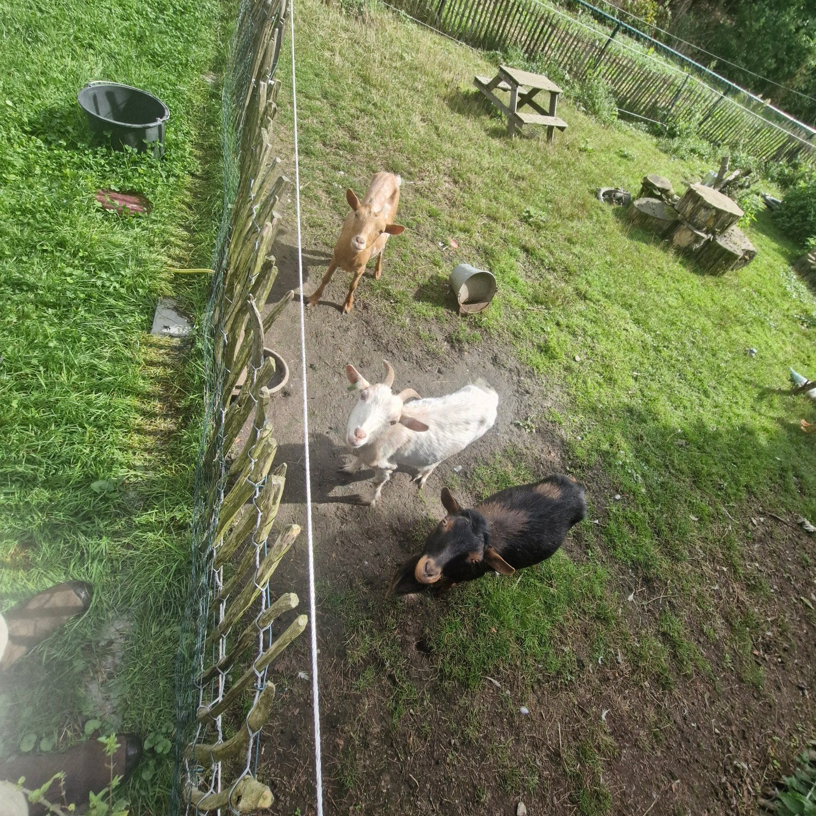 te kkop 2 geiten en een bok, Meerdere dieren, Geit