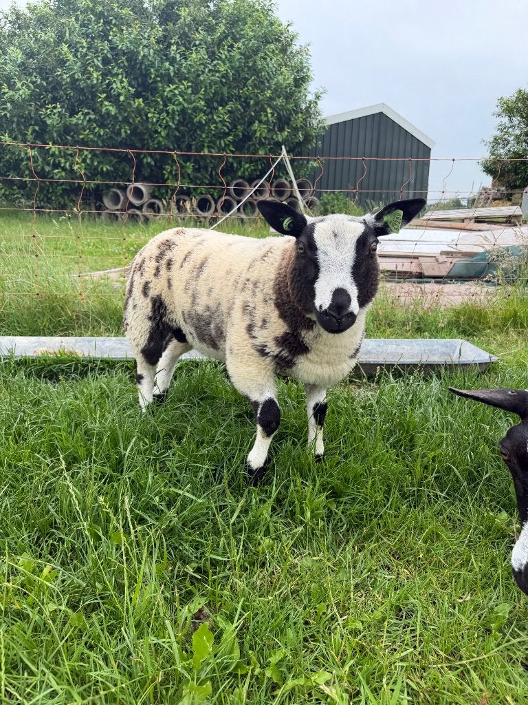 Bonte (dek)ram lam, Dieren en Toebehoren, Schapen, Geiten en Varkens, Mannelijk, Schaap, 0 tot 2 jaar