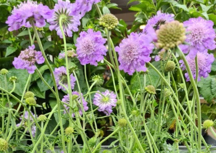 Duifkruid, vaste tuinplant, Tuin en Terras, Planten | Tuinplanten, Volle zon, Vaste plant, Lente, Ophalen