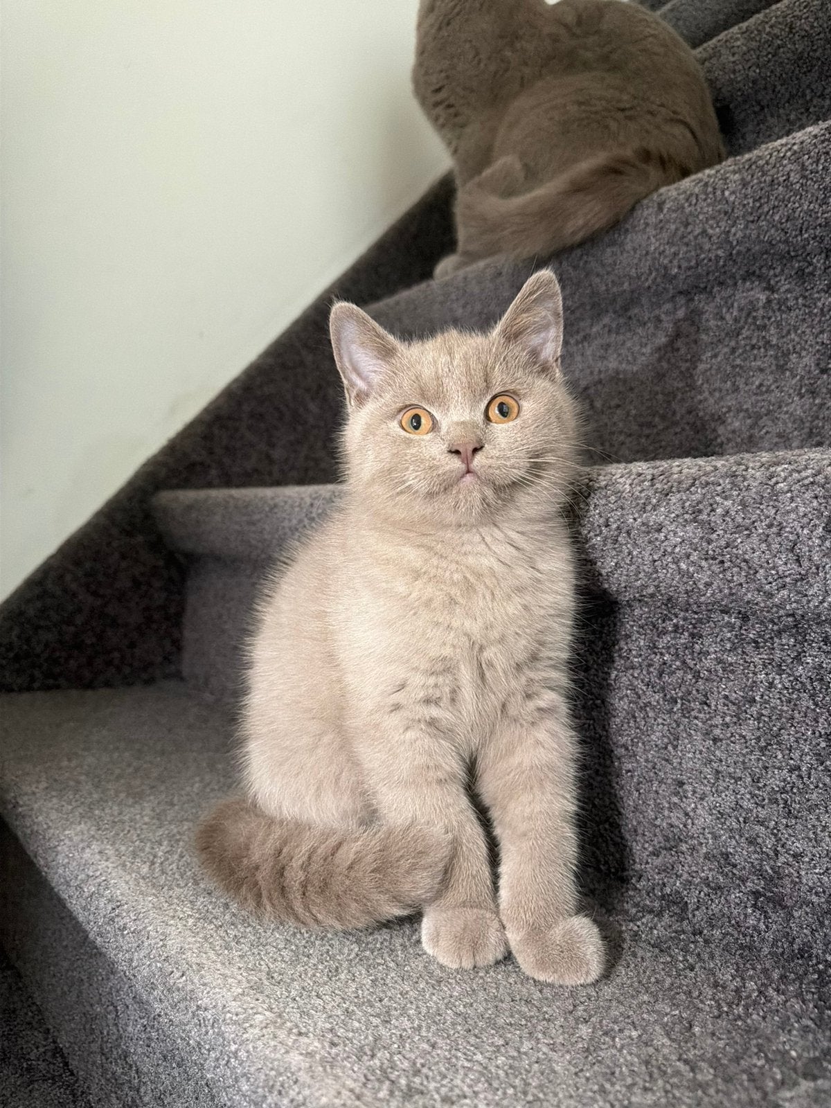 LAATSTE KATER Britse Korthaar  zoekt een liefdevol thuis, Meerdere dieren, Kortharig, 0 tot 2 jaar
