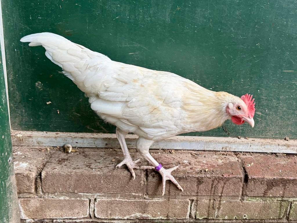 Puk, tam hanen kuiken, Dieren en Toebehoren, Mannelijk, Kip