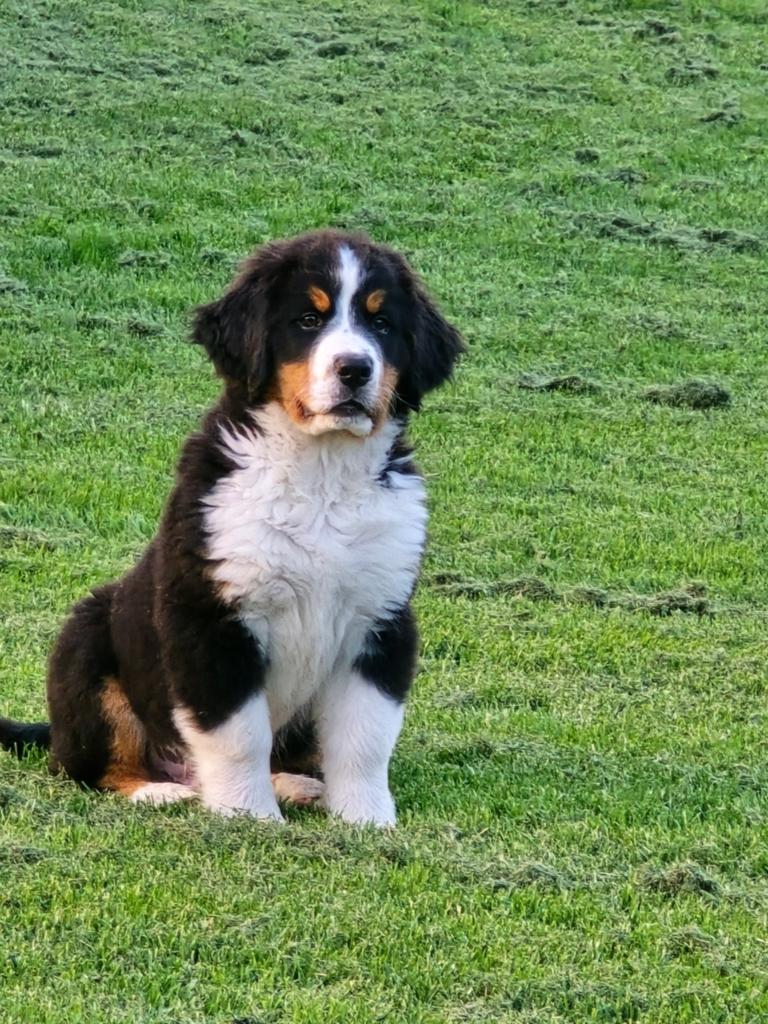 Berner sennen x Sint bernard pup, Parvo, 8 tot 15 weken, Eén hond, Nederland