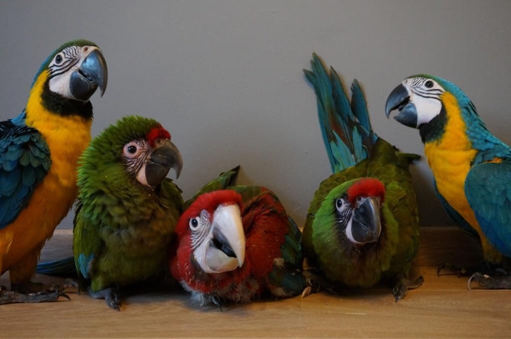 tamme papegaai en parkiet achtigene, Dieren en Toebehoren, Vogels | Parkieten en Papegaaien, Papegaai, Meerdere dieren, Tam, Geringd