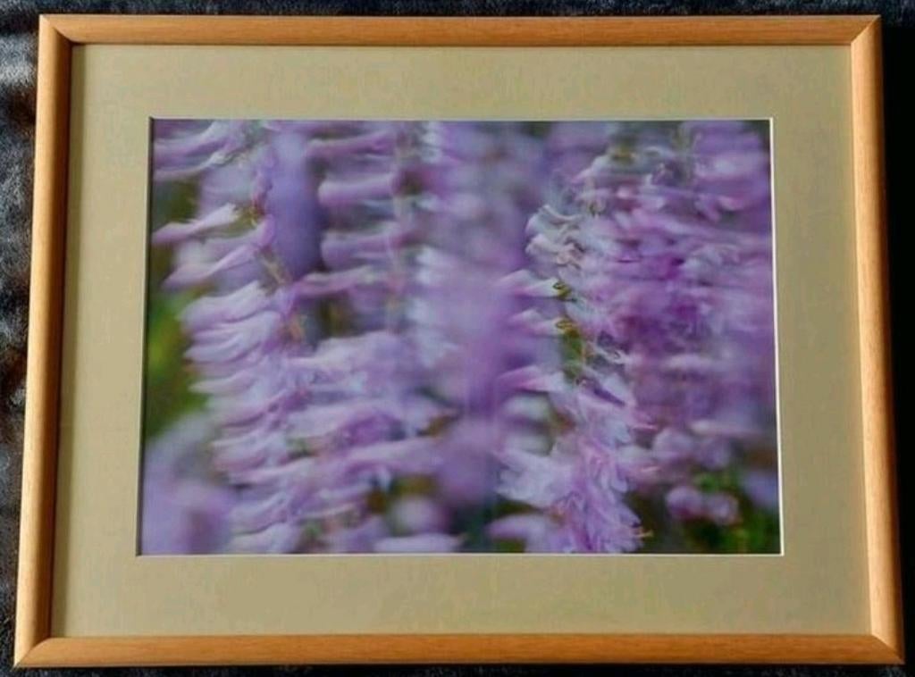 Struik- of dopheide (foto) in Barth wissellijst van 40x50 cm, Ophalen of Verzenden