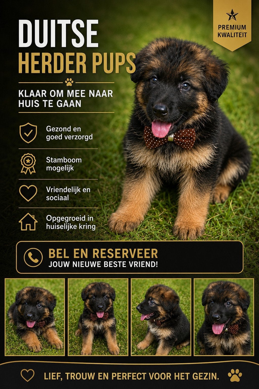 Duitse herders langharige, Dieren en Toebehoren, Honden | Teckels en Dashonden, Meerdere dieren, Langhaar, Standaard, Particulier