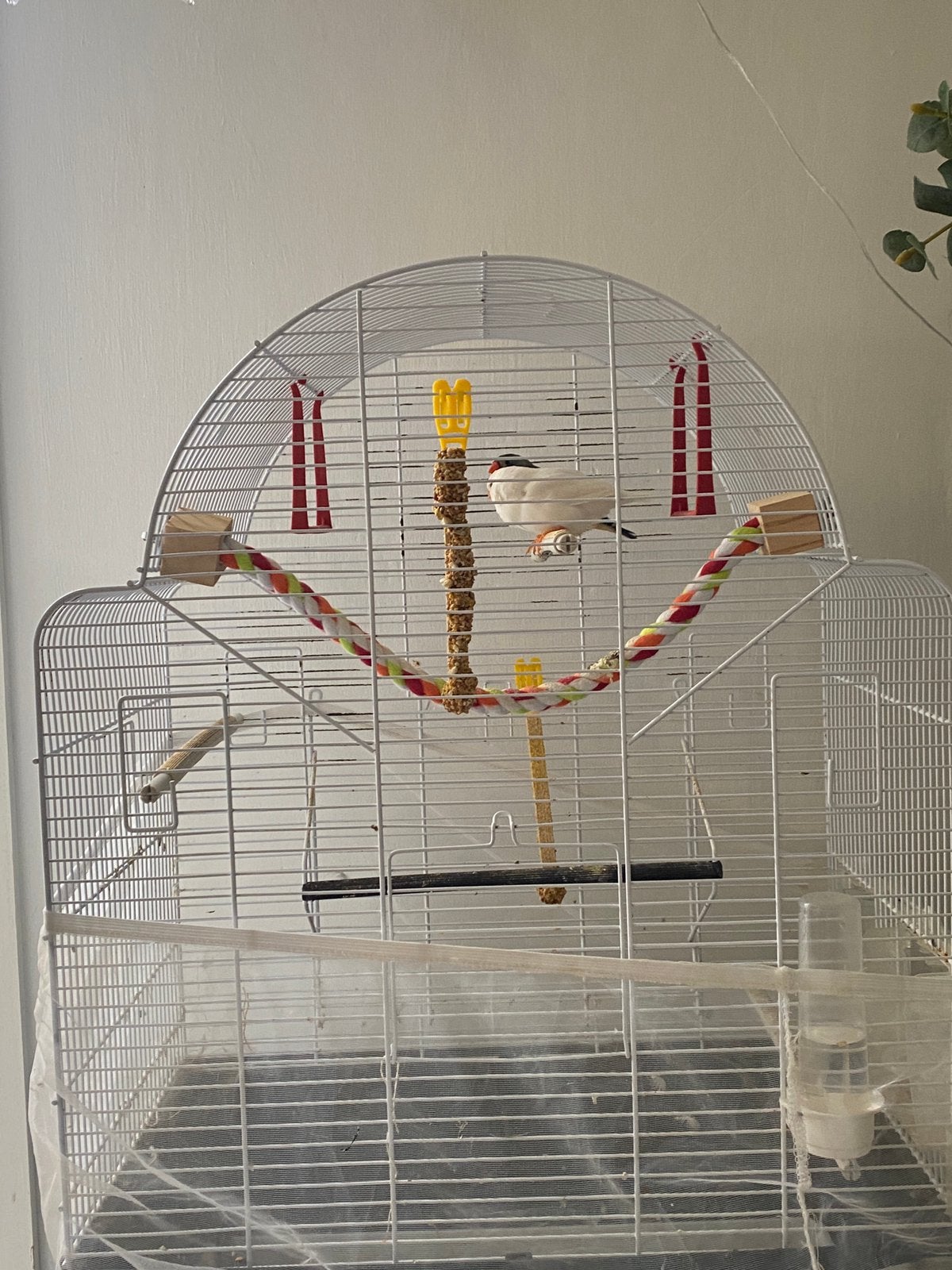Koppel zebravinken + ruime kooi, nest en alle accessoires, Dieren en Toebehoren, Vogels | Overige Vogels, Meerdere dieren