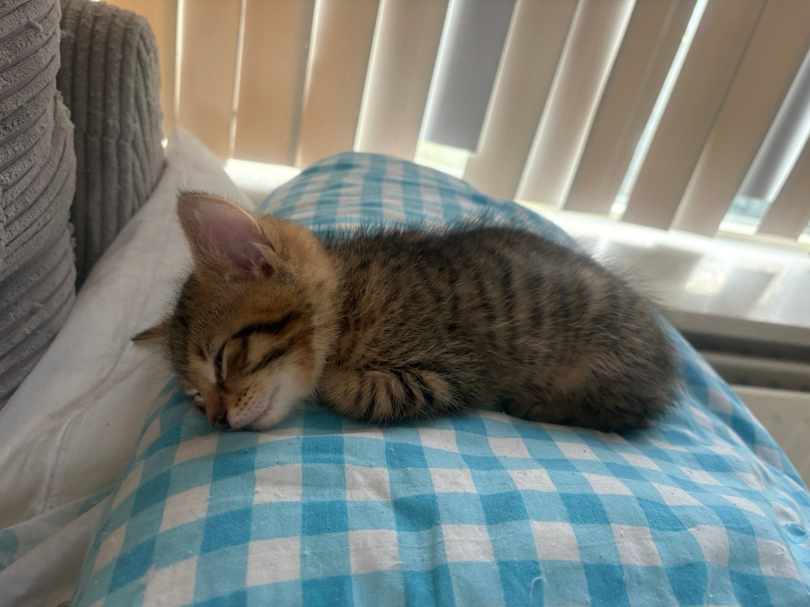 Kittens, Meerdere dieren