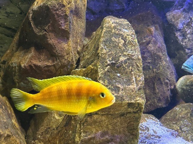 2 Malawi mbuna's 12cm, Vis, Zoetwatervis