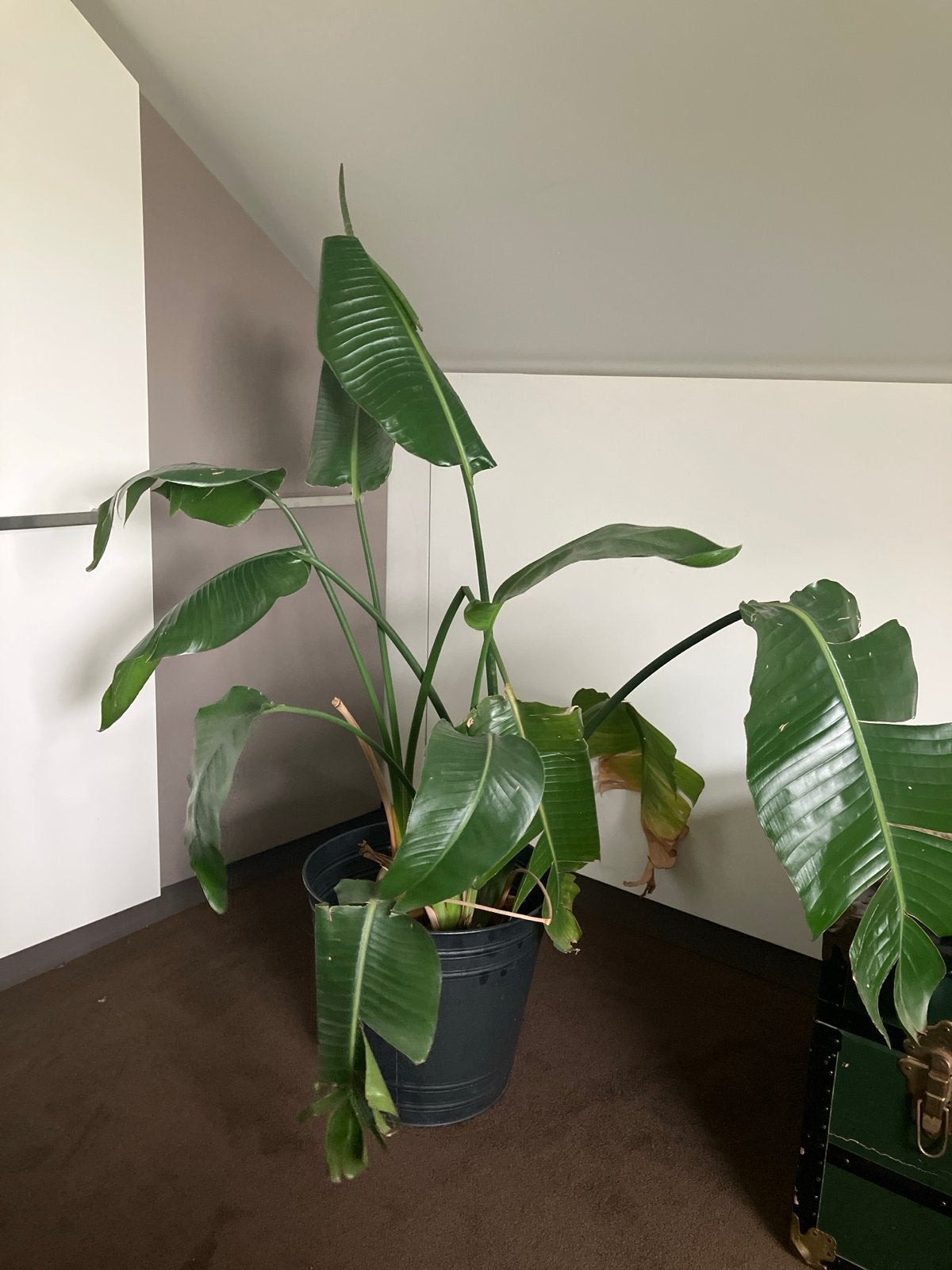 Strelitzia Nicolai (Witte Paradijsvogelplant) - 130 cm, Ophalen, 100 tot 150 cm, Overige soorten, Halfschaduw