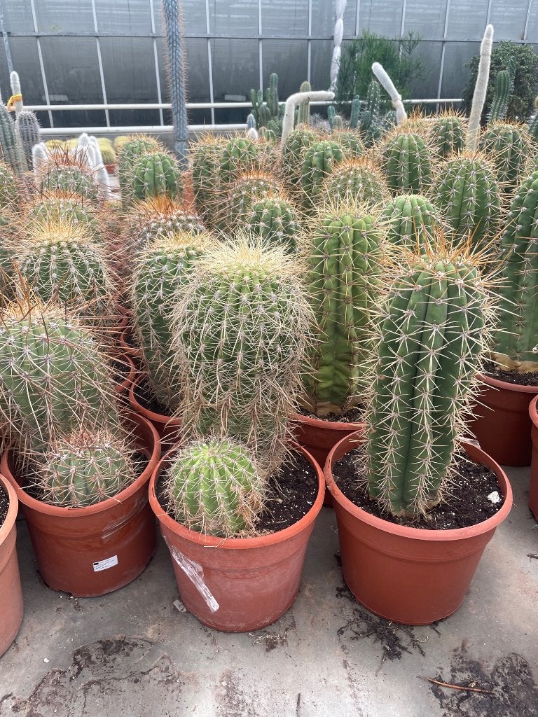 Cactus Trichocereus (Echinopsis Pasacana) 27cm pot, Ophalen of Verzenden, Minder dan 100 cm, Bloeiende kamerplant, Volle zon